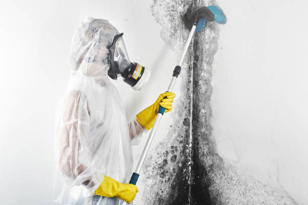 Stafford Springs, CT Mold Removal Company