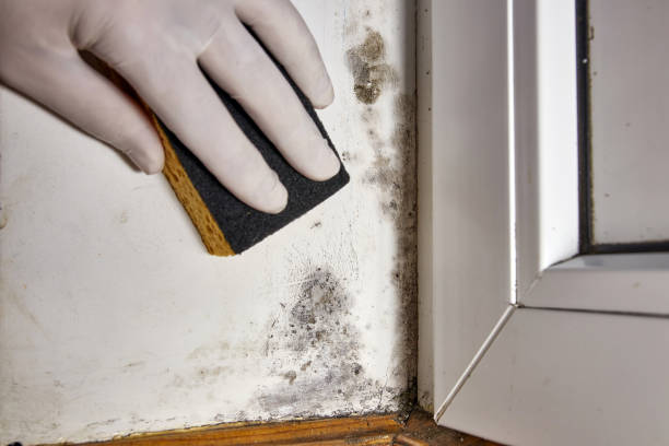 Best Residential Mold Inspection & Testing  in Stafford Springs, CT